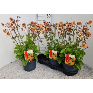 GEUM CHILOENSE