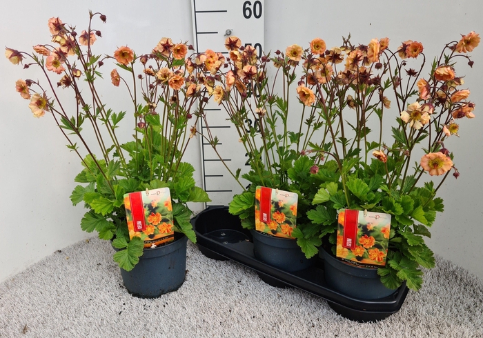 <h4>GEUM CHILOENSE</h4>