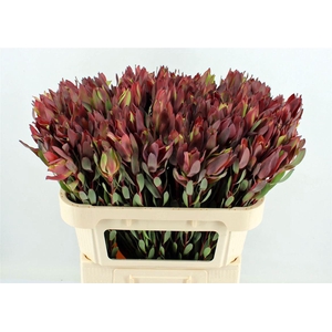 Leucad Senorita 60cm