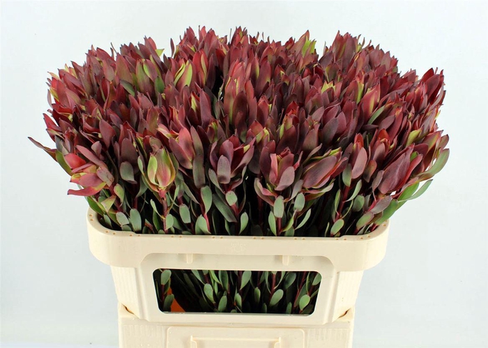 <h4>Leucad Senorita 60cm</h4>