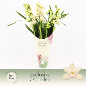 Cymbidium, Heino 4-spike 'Exclusiva Orchidea' Potcover