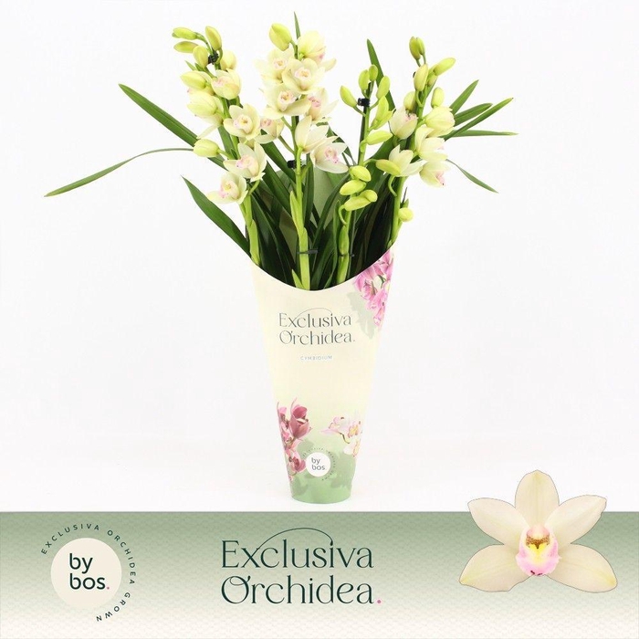 <h4>Cymbidium, Heino 4-spike 'Exclusiva Orchidea' Potcover</h4>