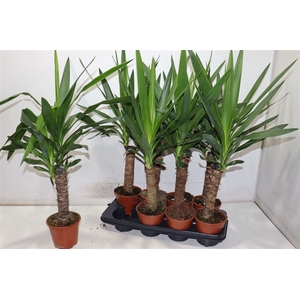 Yucca
