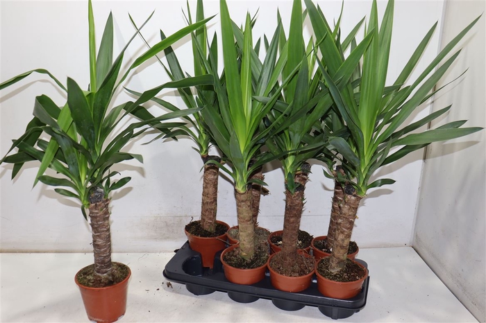 <h4>Yucca</h4>