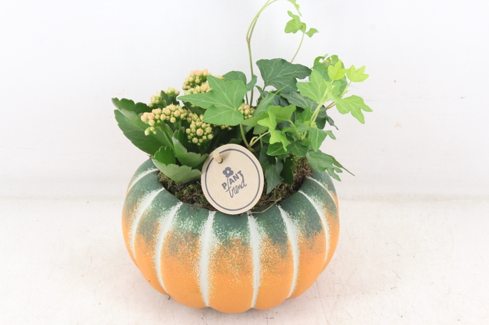 <h4>arr2 PL - Ker. pompoen oranje/groen</h4>