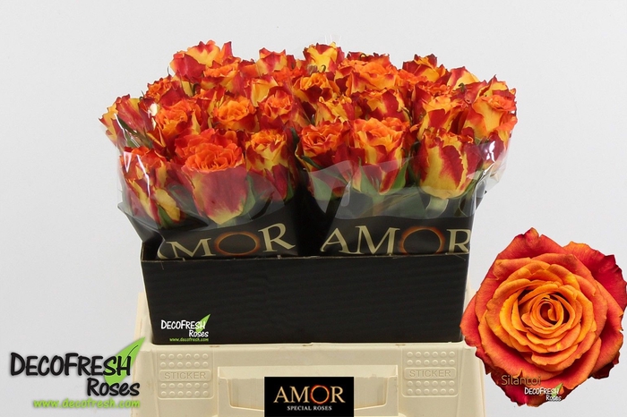 <h4>R Gr Silantoi Amore</h4>