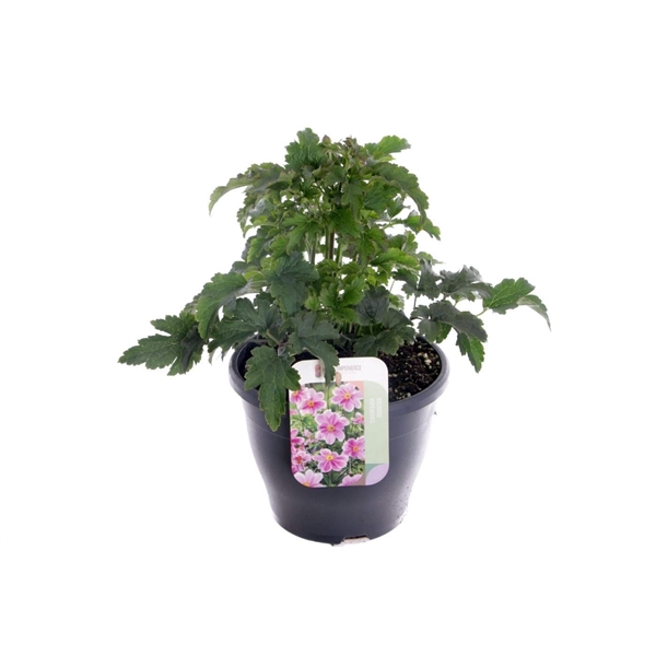 <h4>Anemone hup. Summer Breeze Bright Pink</h4>