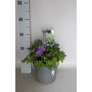 vaste planten 19 cm  Geranium Bloom Me Away