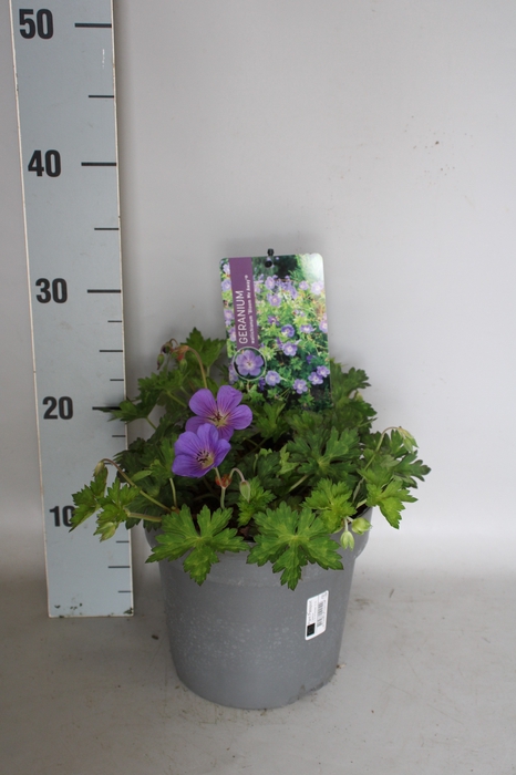 <h4>vaste planten 19 cm  Geranium Bloom Me Away</h4>