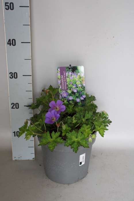 <h4>vaste planten 19 cm  Geranium Bloom Me Away</h4>