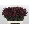 Leucadendron Saf Sunset Dark Red