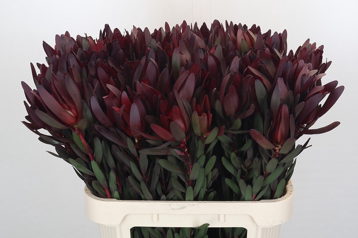 <h4>Leucadendron Saf Sunset Dark Red</h4>