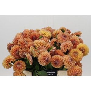 Dahlia Cornel Bronze