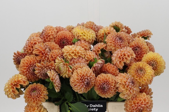 <h4>Dahlia Cornel Bronze</h4>