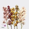 Minicymbidium mix