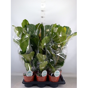 Ficus lyrata