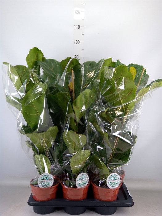 <h4>Ficus lyrata</h4>