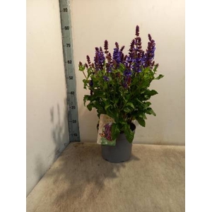 SALVIA NEMOROSA P23