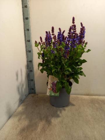 <h4>SALVIA NEMOROSA P23</h4>