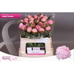 Paeonia Angel Cheeks