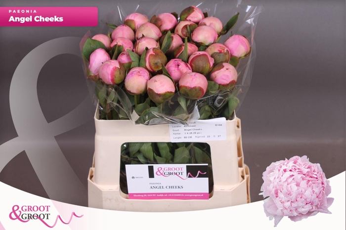 <h4>Paeonia Angel Cheeks</h4>