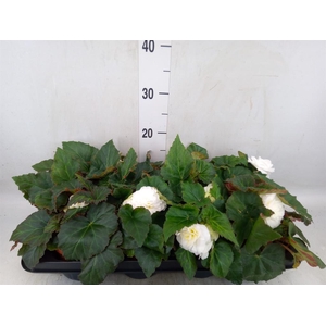 Begonia tuber. 'Tenella White'