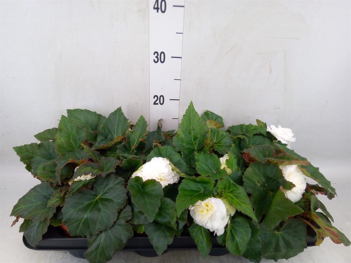 <h4>Begonia tuber. 'Tenella White'</h4>