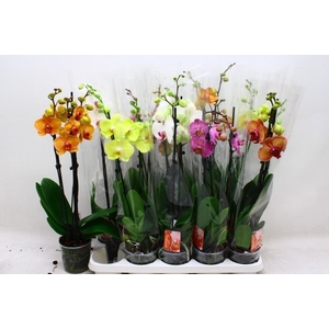 PHAL GEM 7 KL