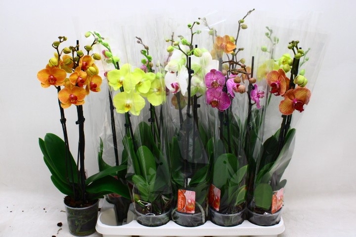 <h4>PHAL GEM 7 KL</h4>