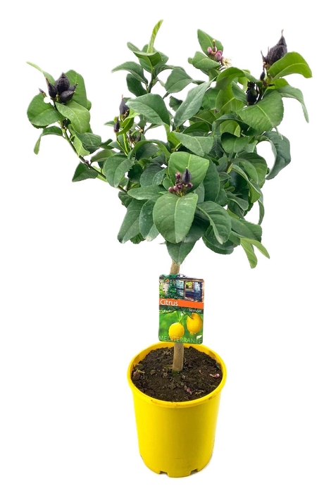 <h4>Citrus lemon</h4>
