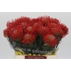 Nutans Ayoba Red