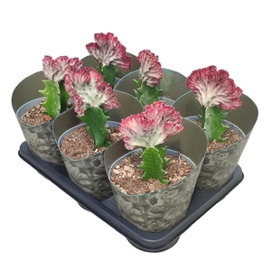 EUPHORBIA LACTEA CRESTATA (GRAFTED) - POT Ø 14 WITH POTCOVER (SUCCULENTEN)