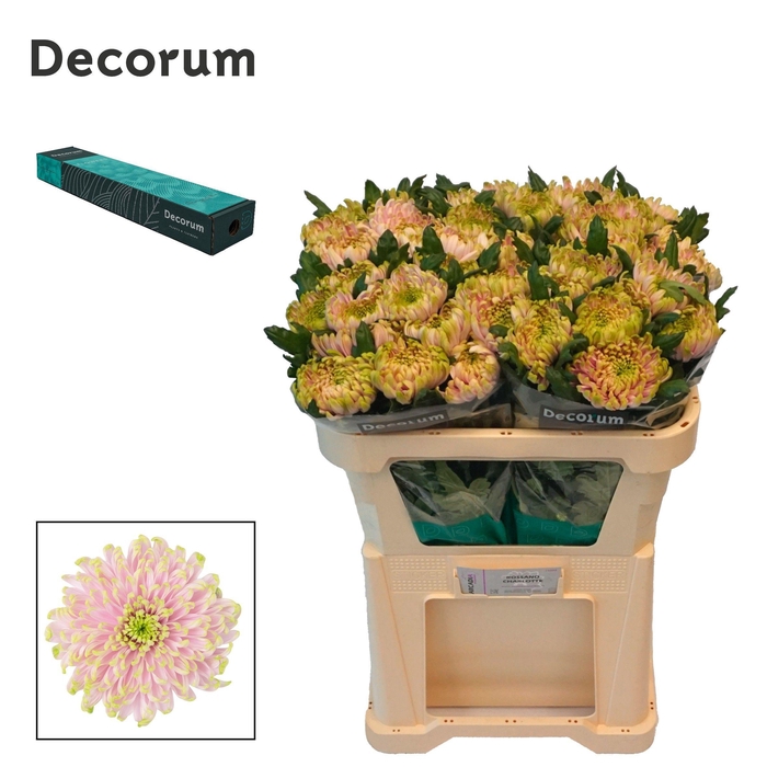 <h4>Chr G Rossano Charlotte</h4>