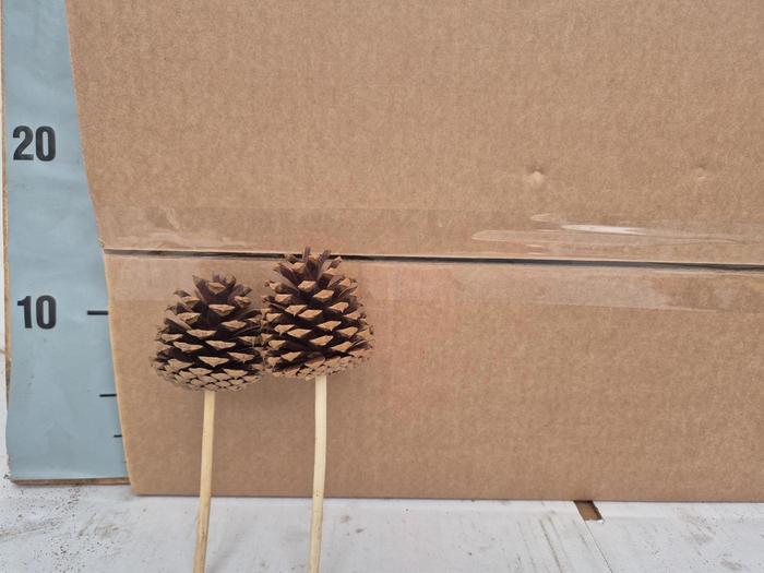 <h4>HUIS EN TUINDECO H%</h4>