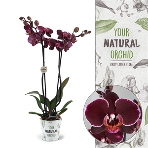 Your Natural Orchid | Montpellier | Phalaenopsis 2 spike