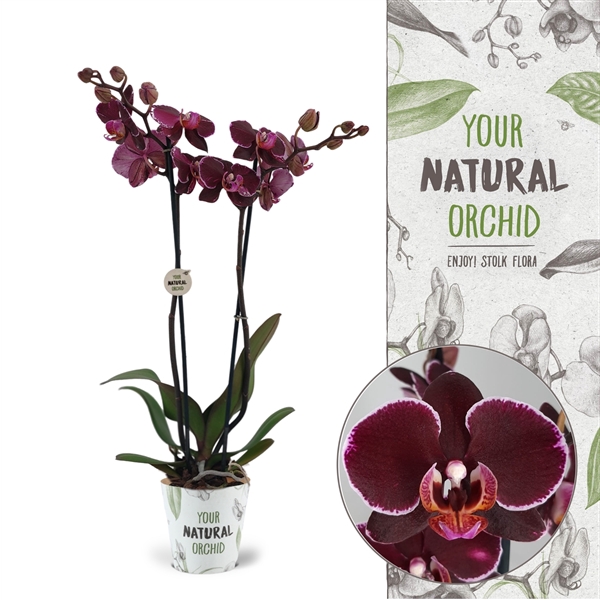 <h4>Your Natural Orchid | Montpellier | Phalaenopsis 2 spike</h4>