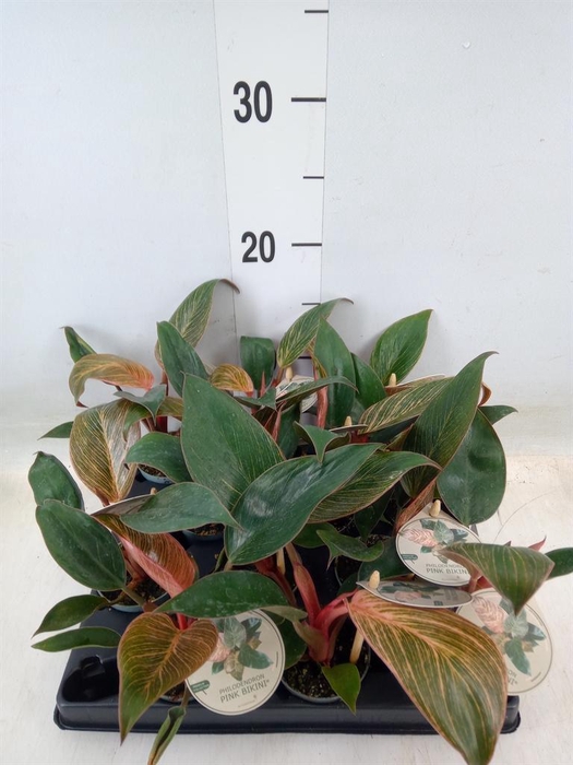 <h4>Philodendron   ...</h4>