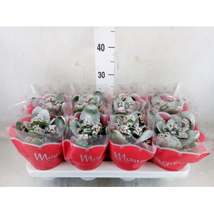 Kalanchoe blos. 'Secret'