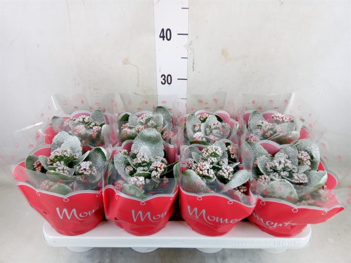 <h4>Kalanchoe blos. 'Secret'</h4>