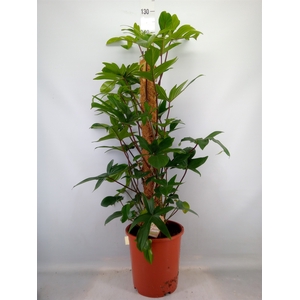 Philodendron pedatum
