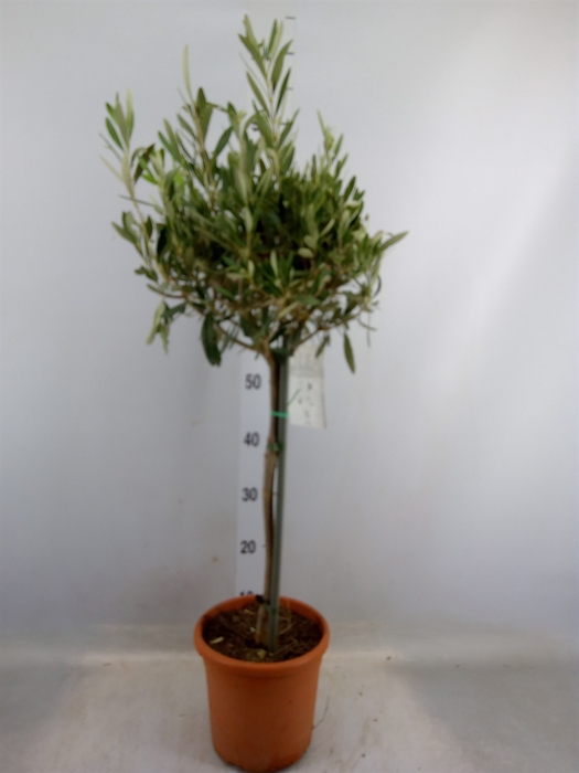 <h4>Olea europaea</h4>