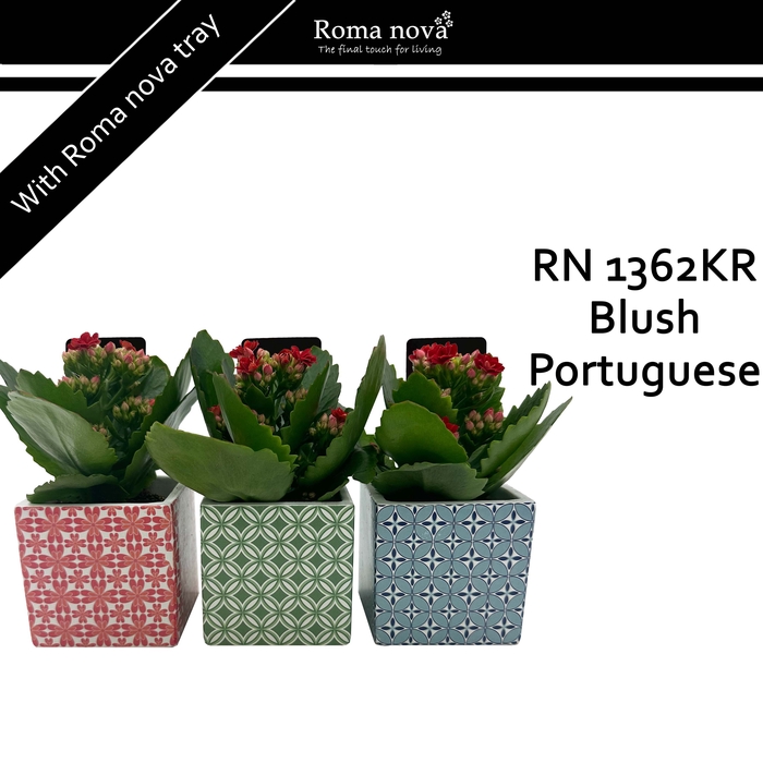 <h4>1362KR - Blush Portuguese (Kalanchoe red)</h4>