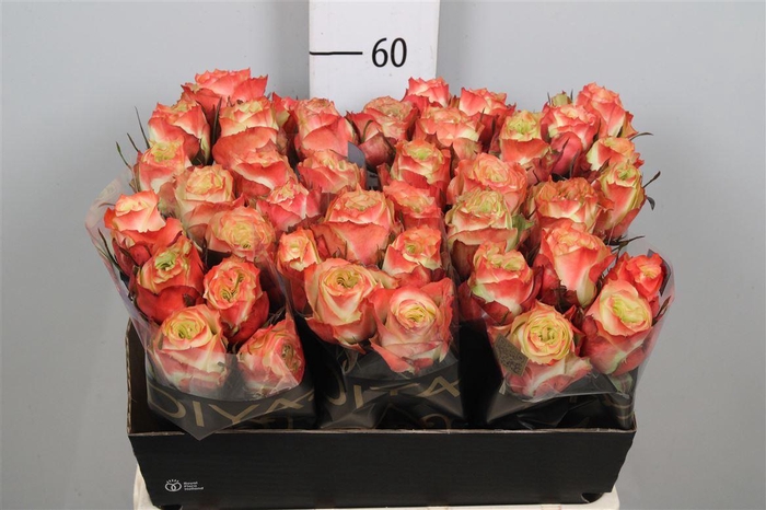 <h4>R Gr Adventure</h4>