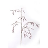 Large Mulberry stem 112cm gold/brd
