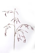 <h4>Large Mulberry stem 112cm gold/brd</h4>