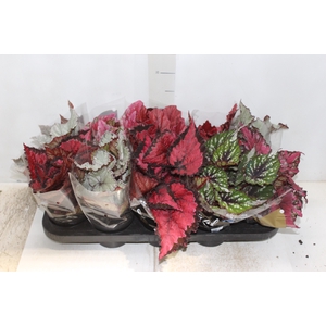 BEGONIA BELEAF P11 PO
