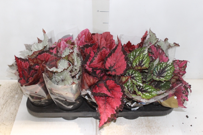 <h4>BEGONIA BELEAF P11 PO</h4>