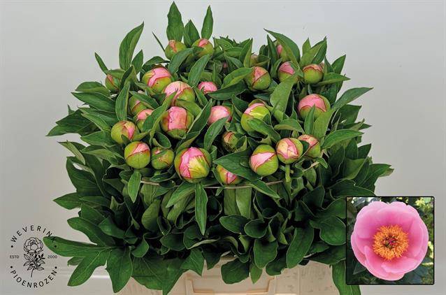 <h4>Paeonia soft salmon saucer</h4>