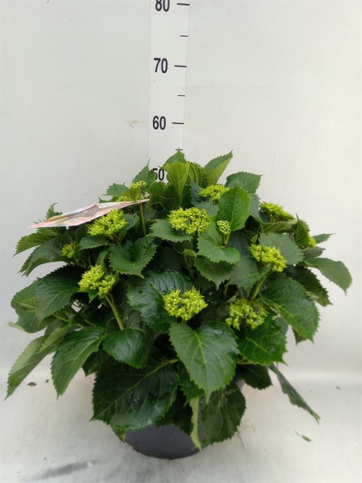 <h4>Hydrangea mac.</h4>