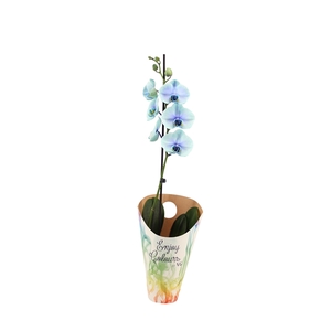 Enjoy Potcover Phal I Am Northern Light 1T9+ (24 uur levertijd)